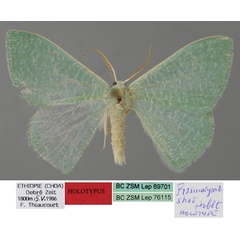 /filer/webapps/moths/media/images/S/shoa_Prasinocyma_HT_ZSM_01.jpg