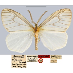 /filer/webapps/moths/media/images/A/abyssinica_Paramarbla_HT_MNHN.jpg