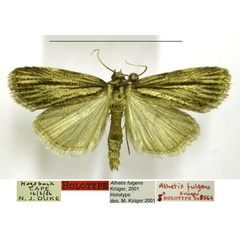 /filer/webapps/moths/media/images/F/fulgens_Athetis_HT_TMSA.jpg