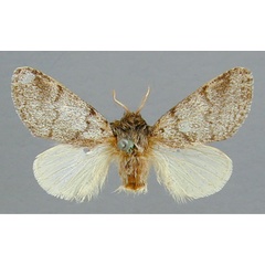 /filer/webapps/moths/media/images/B/bivittata_Epicerura_HT_RMCA.jpg