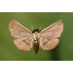 /filer/webapps/moths/media/images/P/pexa_Cecidothyris_A_Butler.jpg