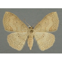 /filer/webapps/moths/media/images/I/internata_Scopula_AF_TMSA.jpg