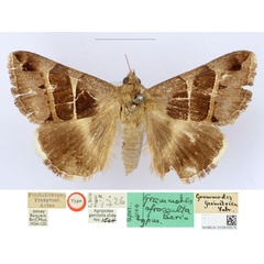 /filer/webapps/moths/media/images/A/afrocculta_Grammodes_HT_BMNH_qY5SO8Q.jpg