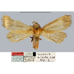 /filer/webapps/moths/media/images/M/minuta_Sesamia_AT_MNHN.jpg