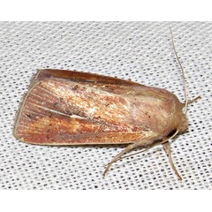 /filer/webapps/moths/media/images/L/laevusta_Mythimna_A_Braun_14.jpg