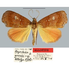 /filer/webapps/moths/media/images/G/gueneei_Rhynchodes_AT_MNHN.jpg