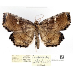 /filer/webapps/moths/media/images/A/albirenalis_Pangrapta_AM_BMNH_0HOvZN0.jpg