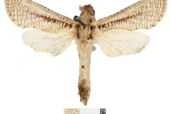 Davidlivingstonia prozorovi