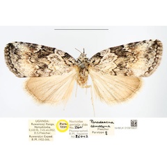 /filer/webapps/moths/media/images/A/atmocyma_Pardasena_PTF_NHMUK_02.jpg
