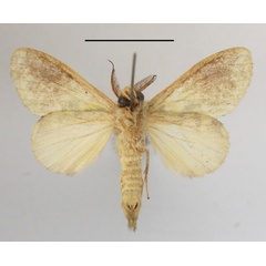 /filer/webapps/moths/media/images/V/varia_Desmeocraera_A_MGCLb_01.JPG