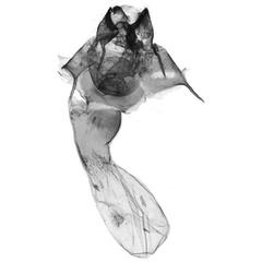 /filer/webapps/moths/media/images/F/fisheri_Tumicla_GFPT_ANHRT.jpg