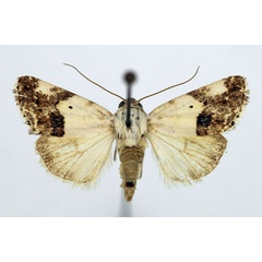 /filer/webapps/moths/media/images/A/asbenensis_Acontia_AM_Aulombard_01.jpg