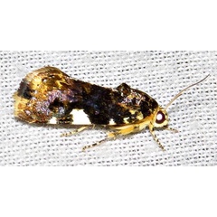 /filer/webapps/moths/media/images/I/imitatrix_Emmelia_F_Braun_12.jpg