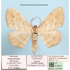 /filer/webapps/moths/media/images/R/rufisalsa_Scopula_A_MGCLa_01.JPG