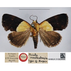 /filer/webapps/moths/media/images/X/xanthobasis_Ariola_PTF_NHMUK.jpg