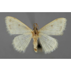 /filer/webapps/moths/media/images/E/elegantula_Scopula_HT_ZSM_02.jpg