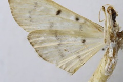 Herpetogramma mutualis