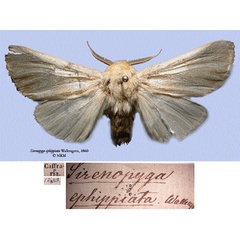 /filer/webapps/moths/media/images/E/ephippiata_Sirenopyga_HT_SNHMa.jpg