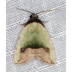 /filer/webapps/moths/media/images/N/nigroviridis_Ozarba_A_Heyns_01.jpg