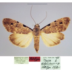 /filer/webapps/moths/media/images/D/delphinensis_Davea_AT_MNHN_g1koyIP.jpg