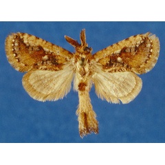 /filer/webapps/moths/media/images/S/sommerlattei_Moyencharia_HT_Lehmann_RLEaPMt.jpg