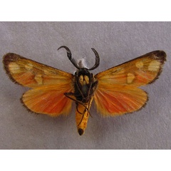 /filer/webapps/moths/media/images/V/vicina_Caffricola_A_Baron_02.jpg