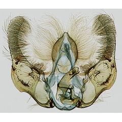 /filer/webapps/moths/media/images/A/analcis_Gibbalaria_GM_RMCA.jpg