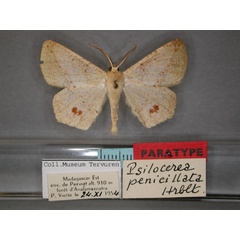 /filer/webapps/moths/media/images/P/penicillata_Psilocerea_PT_RMCA_01.jpg