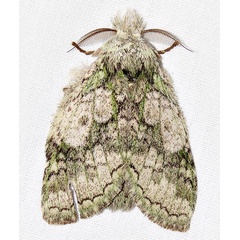 /filer/webapps/moths/media/images/P/platti_Desmeocraera_A_Braun_3.jpg