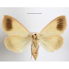 /filer/webapps/moths/media/images/R/roseitincta_Hypanua_A_MGCLb_02.JPG
