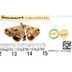 /filer/webapps/moths/media/images/C/circumdata_Hydrelia_HT_BMNH.jpg