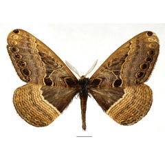 /filer/webapps/moths/media/images/R/richinii_Dactyloceras_AM_Basquin_02.jpg