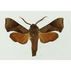/filer/webapps/moths/media/images/O/obscurus_Sphingonaepiopsis_AM_Basquin_01.jpg
