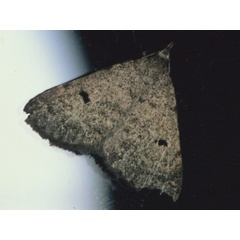 /filer/webapps/moths/media/images/G/grisea_Nodaria_A_Roland.jpg