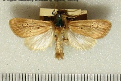 Sesamia epunctifera