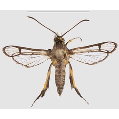 /filer/webapps/moths/media/images/R/riefenstahli_Crinipus_HT_SMNSa.jpg