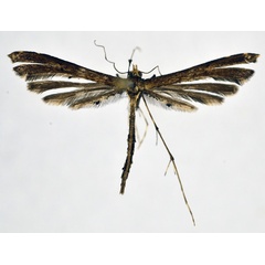 /filer/webapps/moths/media/images/V/vigens_Vietteilus_A_NHMO_02.jpg