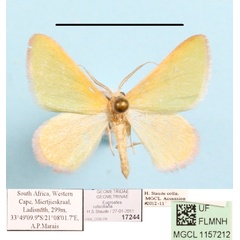 /filer/webapps/moths/media/images/R/rufocillaria_Eucrostes_A_MGCL_01.JPG