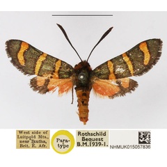/filer/webapps/moths/media/images/V/virgata_Arniocera_PTM_NHMUK_01.jpg