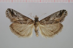 Hypotia namaensis