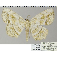 /filer/webapps/moths/media/images/A/albida_Scopula_AF_ZSM.jpg