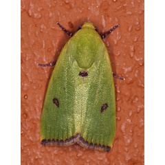/filer/webapps/moths/media/images/B/biplaga_Earias_A_Roland_01.jpg