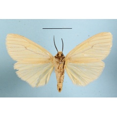 /filer/webapps/moths/media/images/T/tenuistrigata_Estigmene_AF_MGCLb_01.JPG