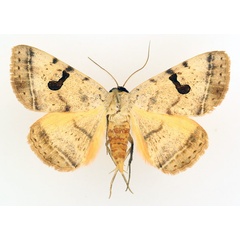 /filer/webapps/moths/media/images/A/africana_Hypopyra_AM_TMSA_01.jpg