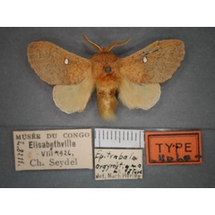 /filer/webapps/moths/media/images/A/argyrostigma_Epitrabala_HT_RMCA_01.jpg