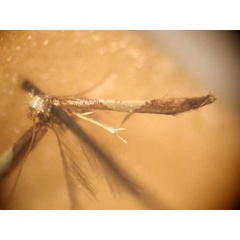 /filer/webapps/moths/media/images/M/modica_Caloptilia_PT_MNHN.jpg