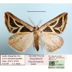 /filer/webapps/moths/media/images/D/dukei_Pseudomaenas_A_MGCLa_01.JPG