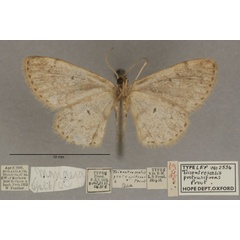 /filer/webapps/moths/media/images/P/protrusifrons_Discomiosis_HTF_OUMNHb_01.jpg