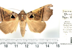 Serrodes flavitincta