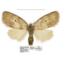 /filer/webapps/moths/media/images/N/nouabaleana_Spatulosia_PTF_ANHRT.jpg